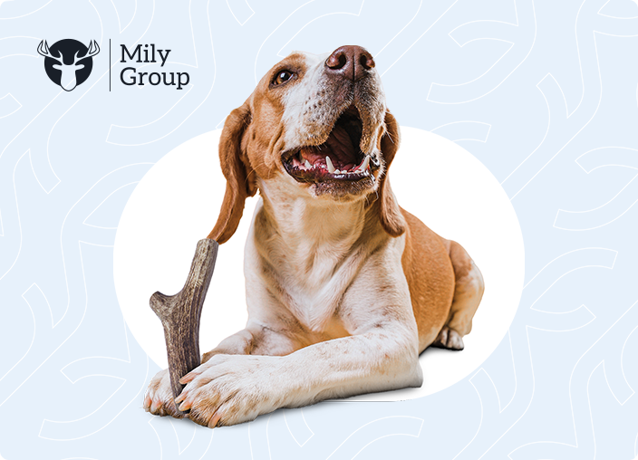 strona internetowa dla mily group