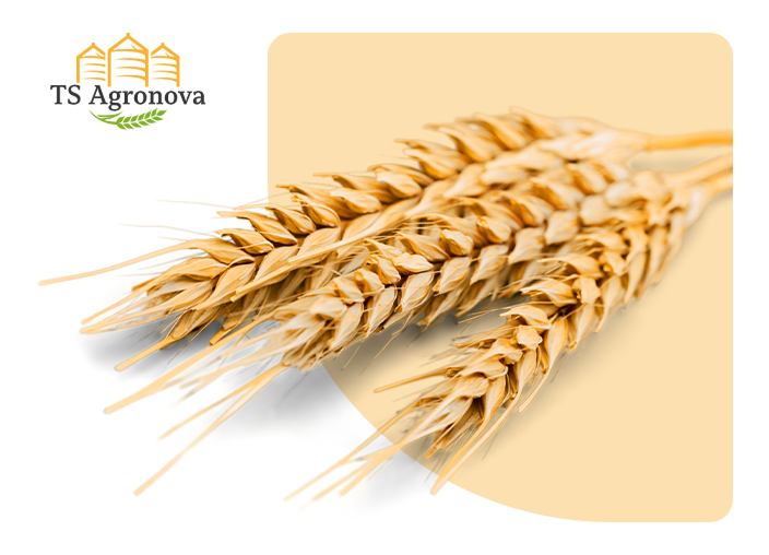 projekt strony www ts agronova